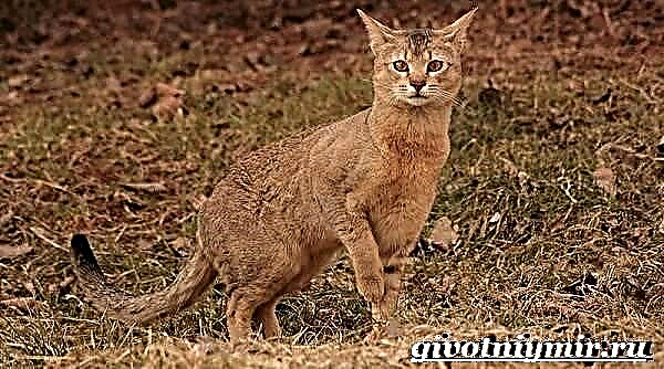 Chausie կատու: Chausie ցեղի առանձնահատկությունները, գինը և խնամքը