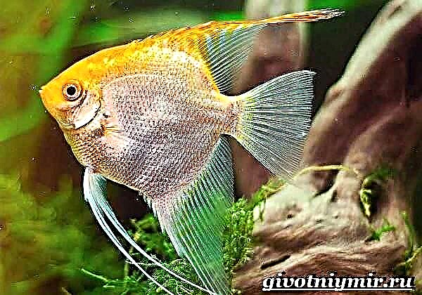 Scalaria ձուկ: Scalar- ի առանձնահատկությունները, պահպանումը և խնամքը