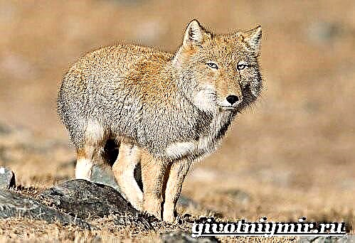 Tibetan fox. Lifestyle ug puy-anan sa Tibetan fox