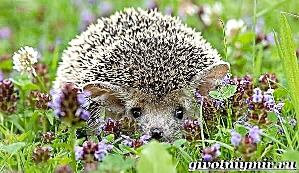 Hedgehog ដែលមានអាយុវែង។ របៀបរស់នៅនិងជម្រករស់នៅដ៏គួរឱ្យខ្លាច