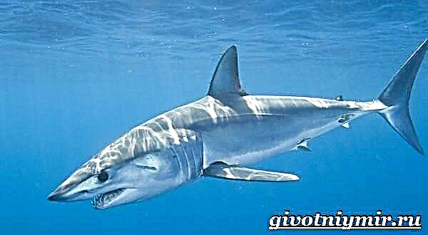 Mako Hai. Mako Shark Lifestyle a Liewensraum
