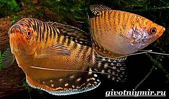 گورامی مچھلی۔ ایکویریم میں گورامی کی خصوصیات ، غذائیت اور بحالی