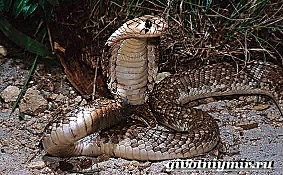 Aspidna zmija. Zmijski način života i stanište