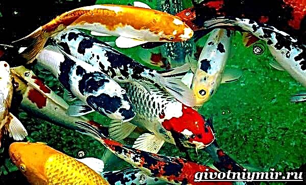 কার্প কোই মাছ। কোই কার্পের জীবনধারা এবং আবাসস্থল