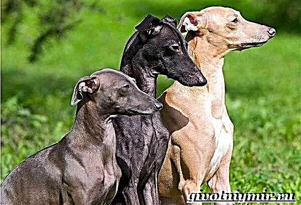 Italian Greyhound yog ib hom tsiaj ntawm dev. Cov lus piav qhia, nta, tus nqi thiab saib xyuas ntawm Italian greyhound