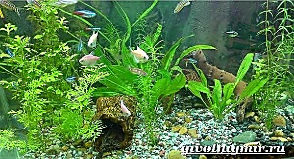 Thornsia vis. Kenmerke, voeding en inhoud van dorings in die akwarium