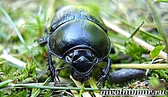 Kumbang kotoran Gaya urip lan habitat kumbang kotoran