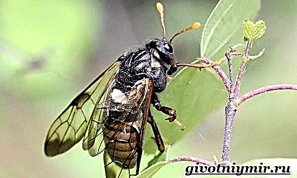 Sawfly pītī. Sawfly beetle olaga ma nofoaga