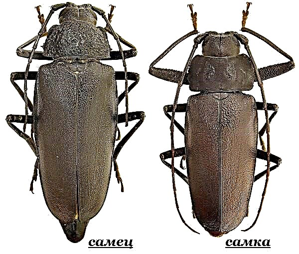 Kumbang pamotong kayu. Gaya urip lan habitat beetle beetle