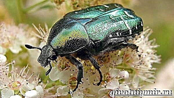 Beetle apamemea. Bronzovka beetle olaga ma nofoaga