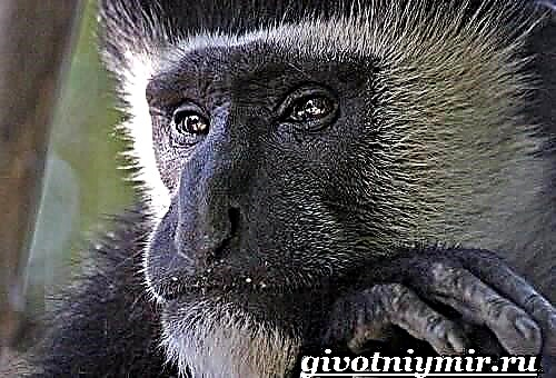 Colobus Je Zivotinja Nacin Zivota I Staniste Colobusa Divlje Zivotinje