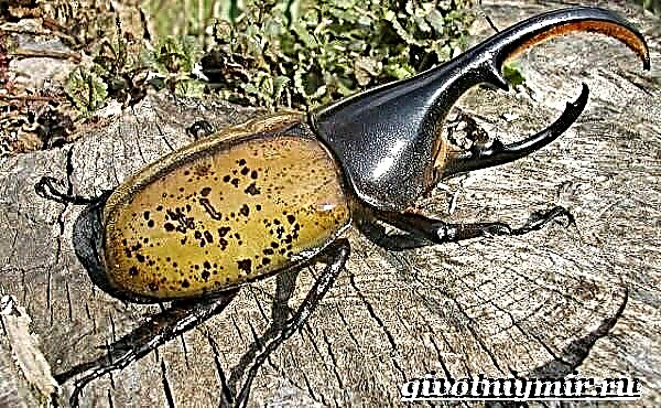 Hercules Beetle. Hercules igbesi aye beetle ati ibugbe