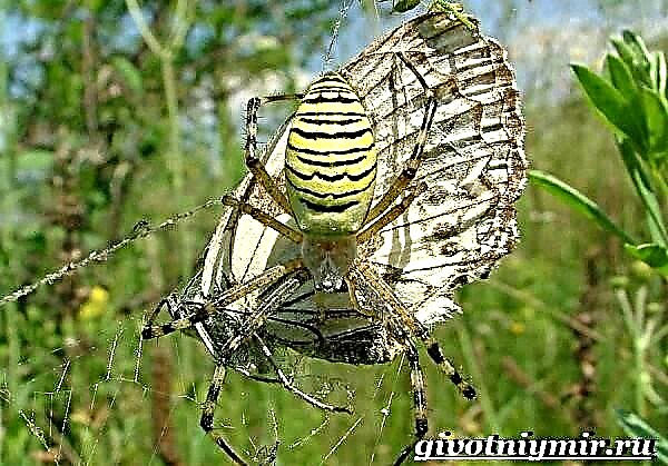 Argiope Spider. Argiopa igbesi aye ati ibugbe