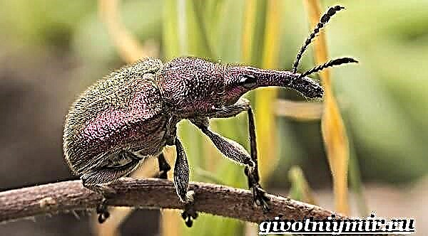Weevil beetle. Weevil beetle lifestyle ug puy-anan