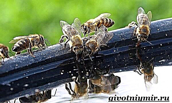 A abella é un insecto. Estilo de vida e hábitat das abellas
