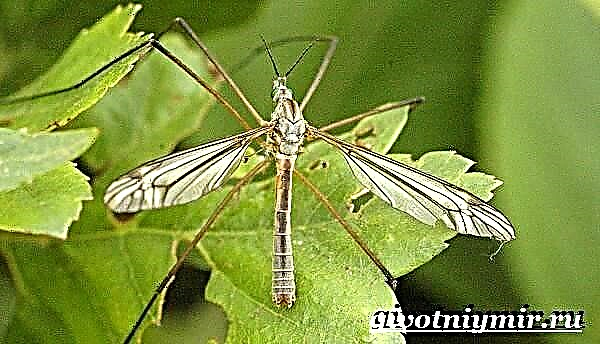 Insekt komaraca. Način života i stanište komaraca