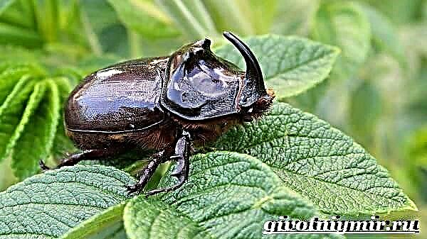 Rhinoceros beetle Rhino beetle olaga ma nofoaga