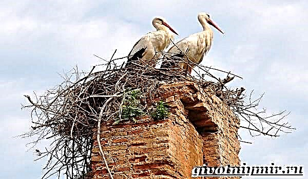 Ibon ng tagak. Stork bird lifestyle at tirahan