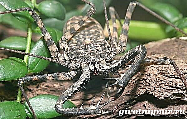 Araña Phryn. Estilo de vida e hábitat de araña Phryne