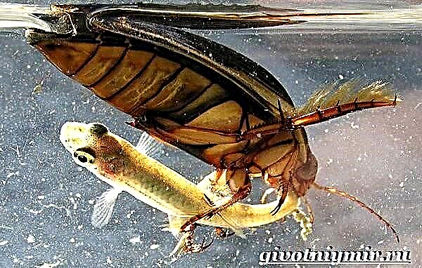 Beetle Swimmer. Igbesi aye ati ibugbe ti beetle omi