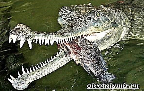 Gaviale krokodil. Ghariale leefstyl en habitat