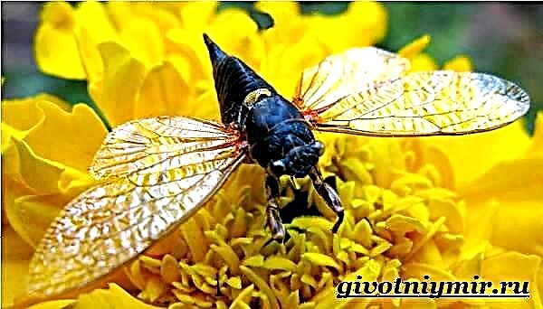 Cicada skordýr. Cicada lífsstíll og búsvæði