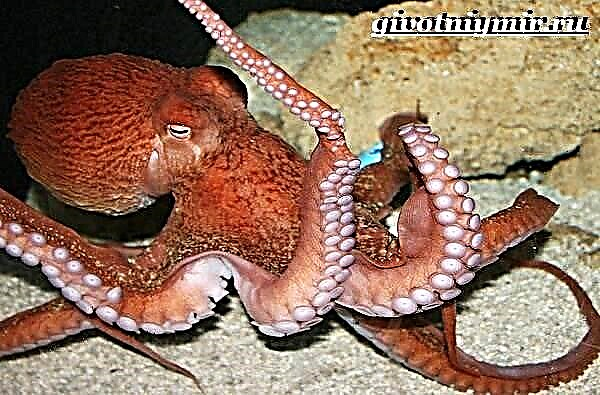Ainmhí is ea Octopus. Stíl mhaireachtála agus gnáthóg Octopus