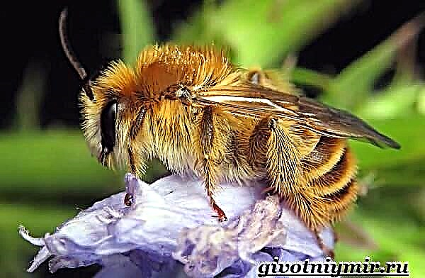 ʻEnekia Bumblebee. ʻO ka nohona Bumblebee a me kahi noho