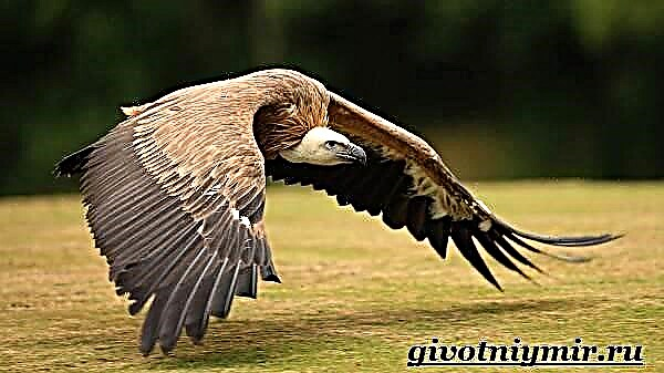 Лашын құсы. Vulture өмір салты және тіршілік ету ортасы