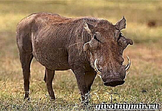 Warthog është një kafshë. Stili i jetesës dhe habitati