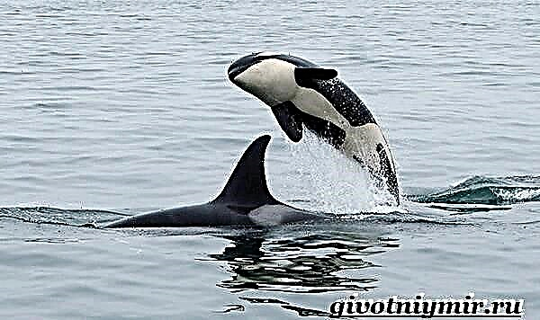 Orka Wal. Killerwal Lifestyle a Liewensraum