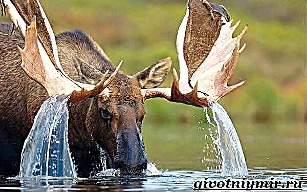 Si Elk usa ka hayop. Moose lifestyle ug puy-anan