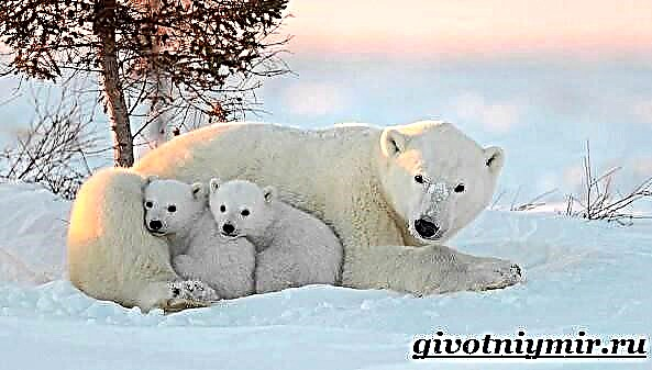 Biruang kutub. Gaya hirup polar bear sareng habitat