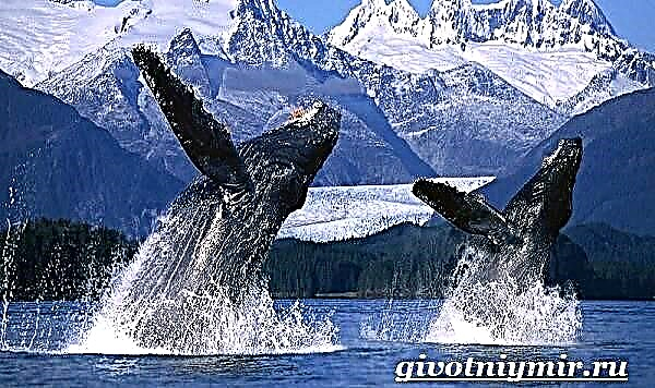 Humpback whale. Humpback whale lifestyle at tirahan