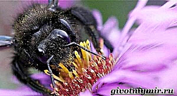 Մեղու հյուսն. Հյուսնային մեղուների կենսակերպը և բնակավայրը