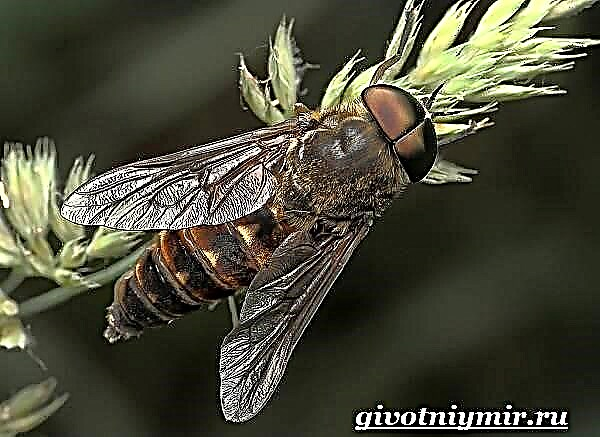 Gadfly insek. Leefstyl en habitat van die gadfly