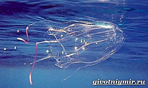 Cubomedusa. Box Jellyfish Lifestyle a Liewensraum