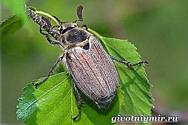 Sit beetle feram. Sit beetle, habitatione lifestyle