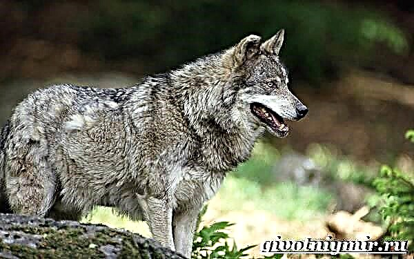 Ang lobo ay isang hayop. Wolf lifestyle at tirahan
