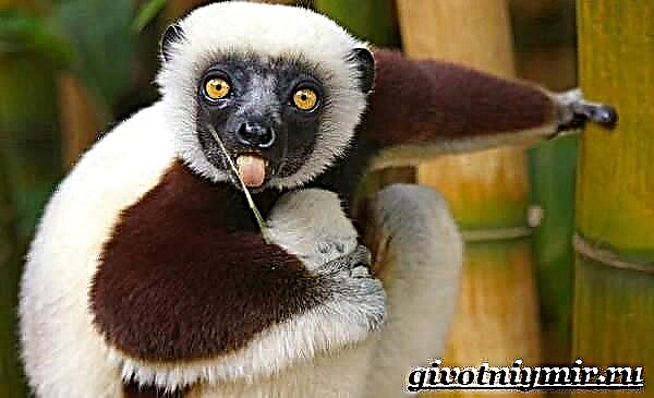 Indri é un animal. Estilo de vida e hábitat indri