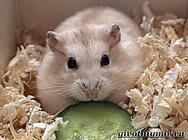 Ձունգարյան hamster. Ձունգարյան hamster ապրելակերպ և բնակավայր