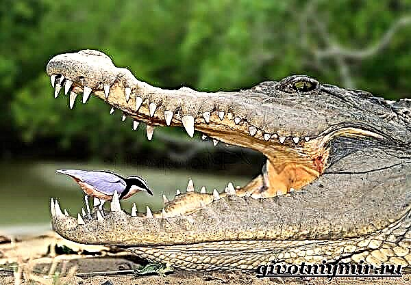 Крокодил айбаны. Крокодилдин жашоо образы жана жашоо чөйрөсү