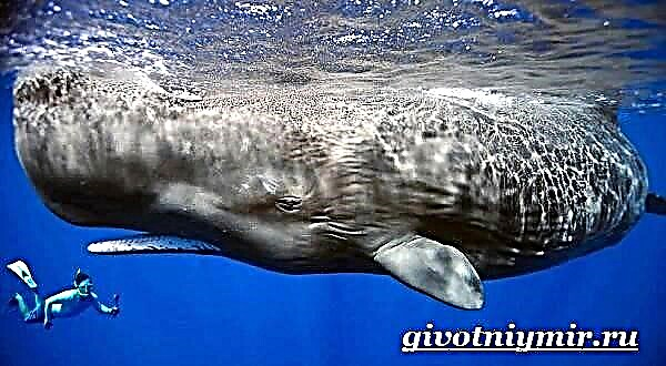 Kit sperma je životinja. Način života i stanište kitova sperme