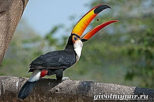 Zog Toucan. Stili jetësor dhe habitati