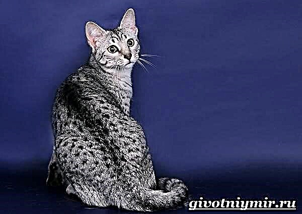 Egipatska mau mačka. Značajke, način života i briga egipatske mau mačke