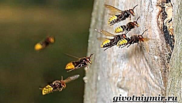 Wasp Insekt. Wasp Lifestyle a Liewensraum
