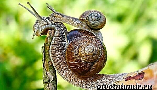 Snail ng ubas. Grape snail lifestyle at tirahan