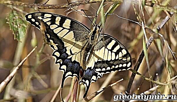 Swallowtail uvemvane. Indlela yokuphila ye-Swallowtail butterfly nendawo yokuhlala