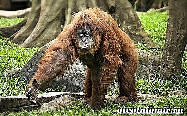 Enwe orangutan. Orangutan ibi ndụ na ebe obibi