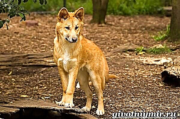 Can dingo. Estilo de vida e hábitat do can Dingo